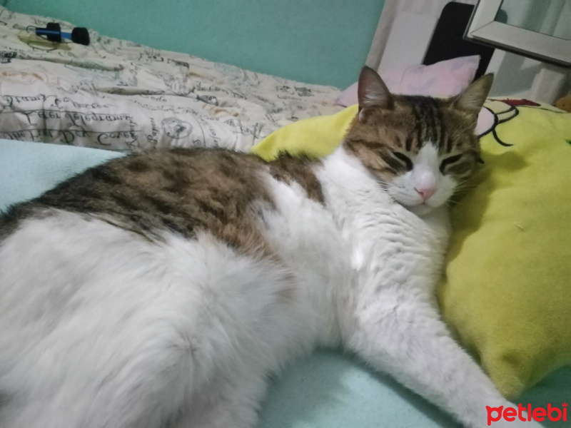Tekir Kedi, Kedi  Paspas fotoğrafı