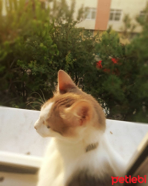 Tekir Kedi, Kedi  SİSLİ fotoğrafı
