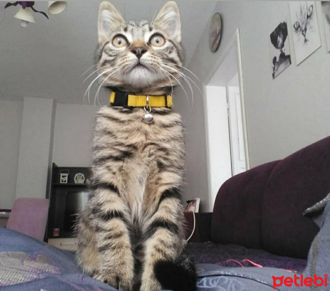 Tekir Kedi, Kedi  Kaju fotoğrafı