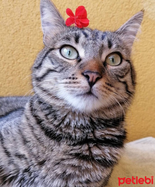 Tekir Kedi, Kedi  Kaju fotoğrafı