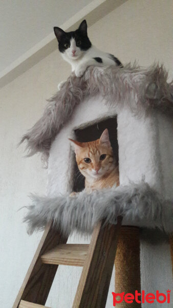 Sarman, Kedi  Thor fotoğrafı