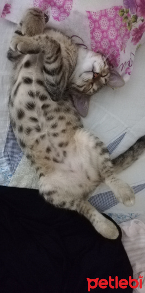 Tekir Kedi, Kedi  Suzi fotoğrafı