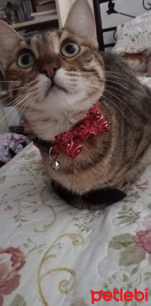 Tekir Kedi, Kedi  Suzi fotoğrafı