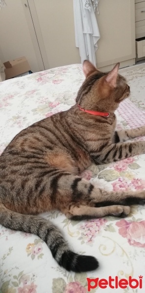 Tekir Kedi, Kedi  Suzi fotoğrafı