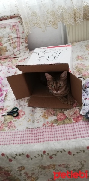 Tekir Kedi, Kedi  Suzi fotoğrafı
