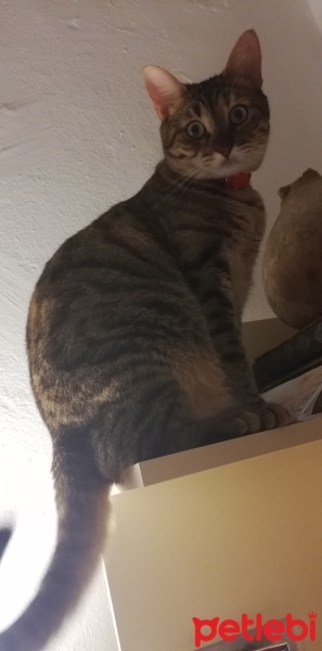 Tekir Kedi, Kedi  Suzi fotoğrafı