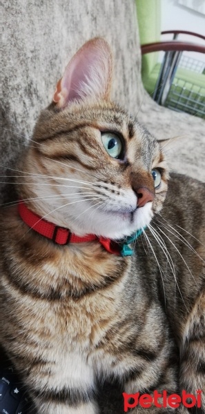Tekir Kedi, Kedi  Suzi fotoğrafı