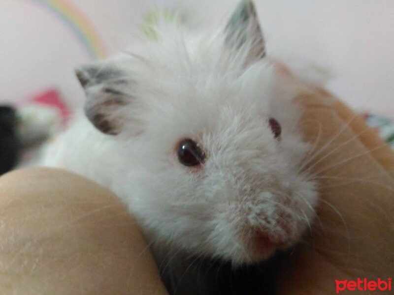 Hamster, Kemirgen  pamuk fotoğrafı