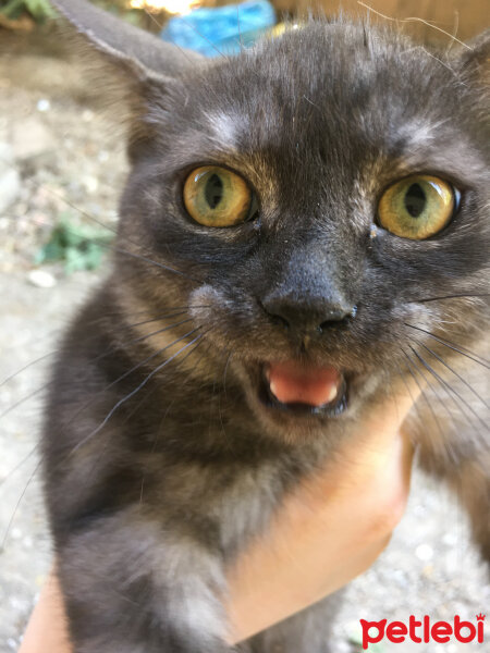 British Shorthair, Kedi  Mathilda fotoğrafı