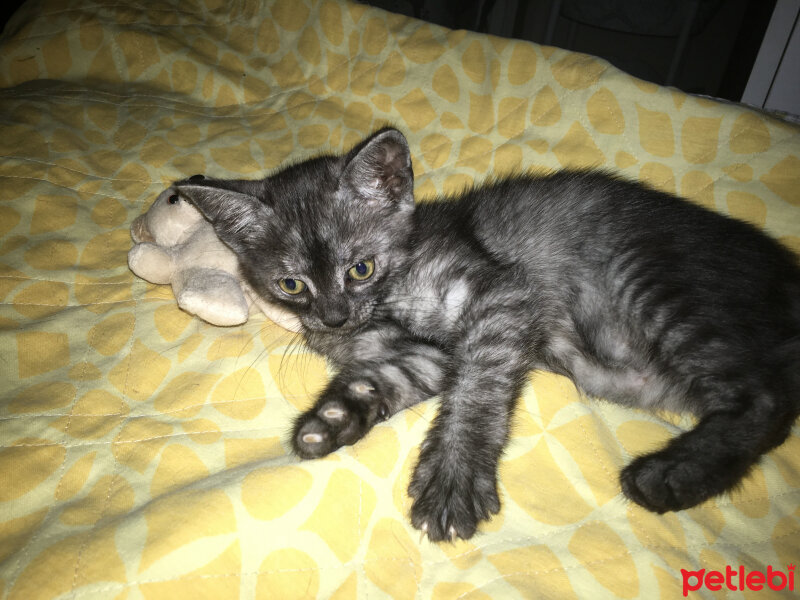 British Shorthair, Kedi  Mathilda fotoğrafı