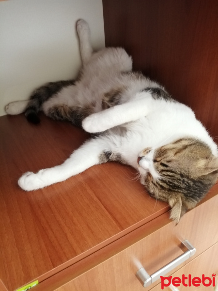 Tekir Kedi, Kedi  Mir fotoğrafı