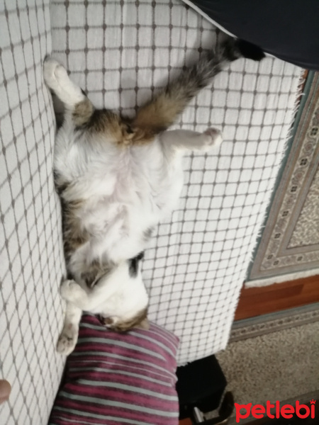 Tekir Kedi, Kedi  Mir fotoğrafı