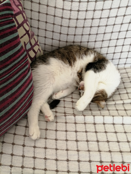 Tekir Kedi, Kedi  Mir fotoğrafı