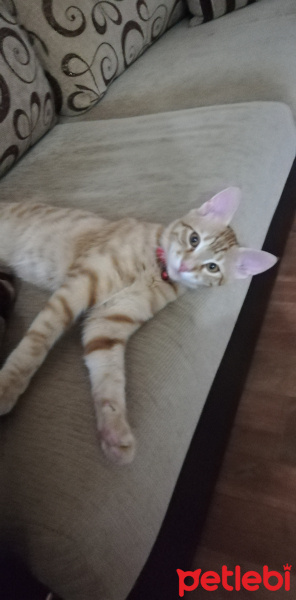 Tekir Kedi, Kedi  Sinba fotoğrafı