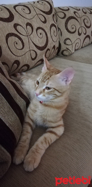 Tekir Kedi, Kedi  Sinba fotoğrafı