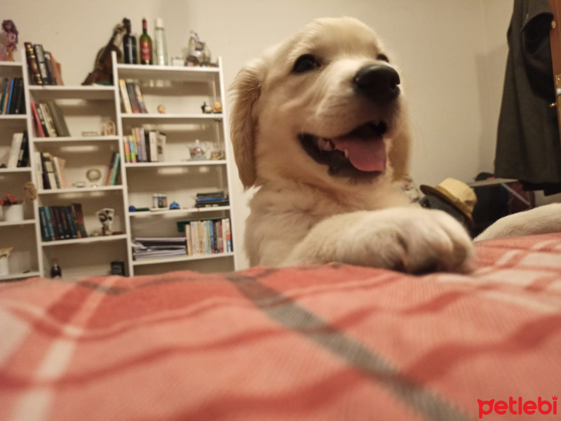 Golden Retriever, Köpek  Bal fotoğrafı