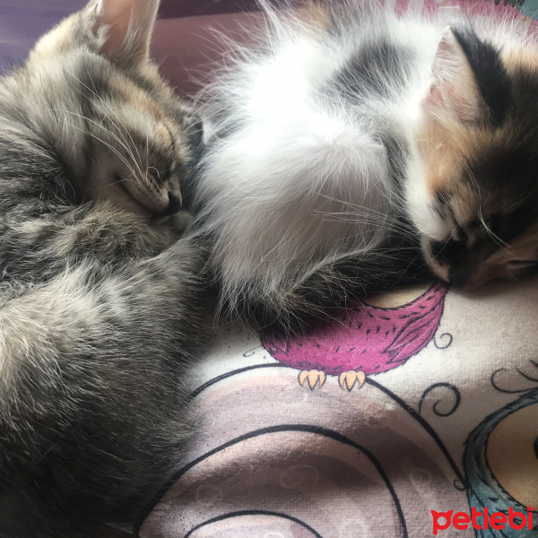 Tekir Kedi, Kedi  Minnak fotoğrafı