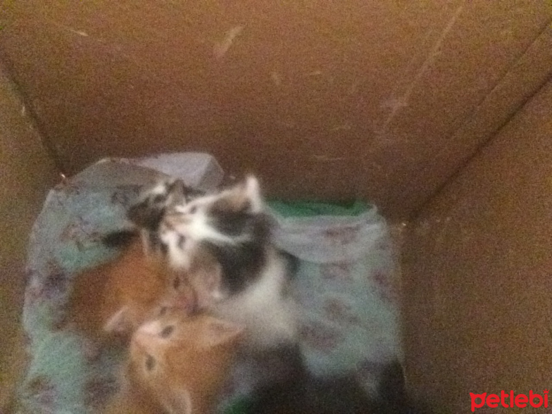 Tekir Kedi, Kedi  Çilli fotoğrafı