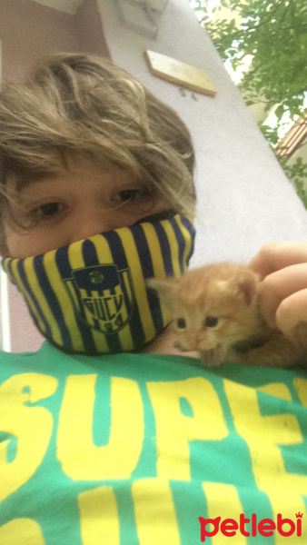 Tekir Kedi, Kedi  Çilli fotoğrafı