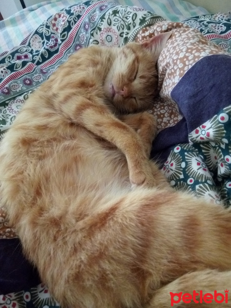 Sarman, Kedi  Niska fotoğrafı