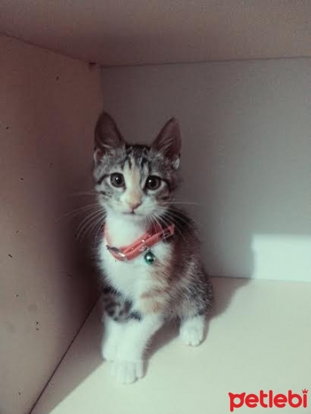 Tekir Kedi, Kedi  kırpık fotoğrafı