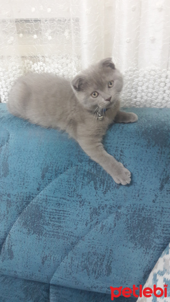 Scottish Fold, Kedi  Balım fotoğrafı