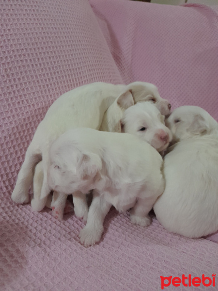 Maltese, Köpek  Terier fotoğrafı