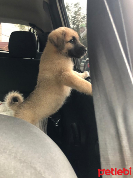 Kangal, Köpek  Paşa fotoğrafı