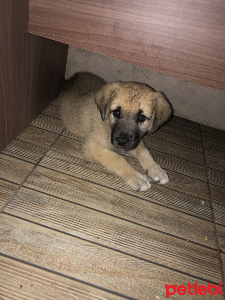 Kangal, Köpek  Paşa fotoğrafı