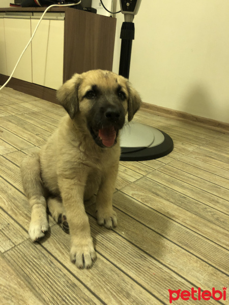 Kangal, Köpek  Paşa fotoğrafı