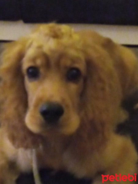 Amerikan Cocker Spaniel, Köpek  Pote fotoğrafı