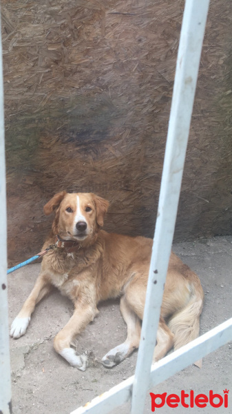 Golden Retriever, Köpek  Zeus fotoğrafı