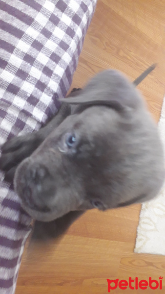 Cane Corso Italiano, Köpek  Maya fotoğrafı