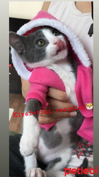 Sarman, Kedi  Garip fotoğrafı