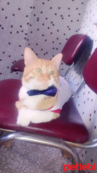 Sarman, Kedi  Tarçın fotoğrafı