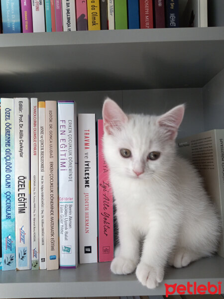 British Shorthair, Kedi  Gülo fotoğrafı