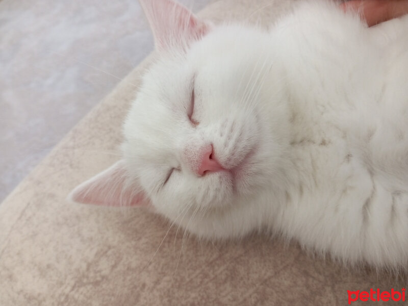 British Shorthair, Kedi  Gülo fotoğrafı