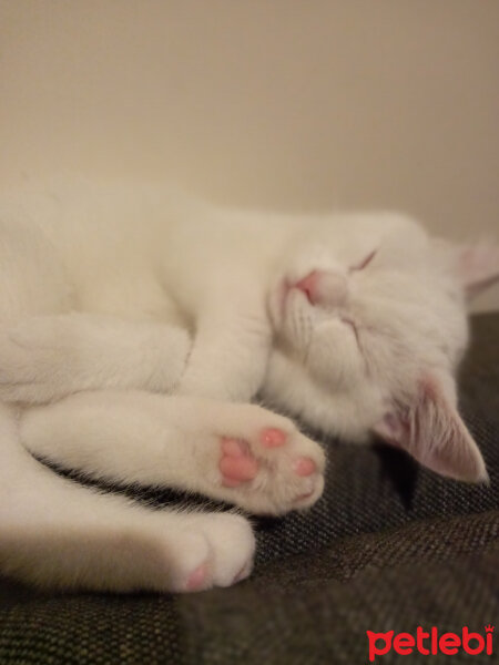 British Shorthair, Kedi  Gülo fotoğrafı