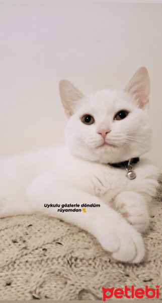 British Shorthair, Kedi  Gülo fotoğrafı