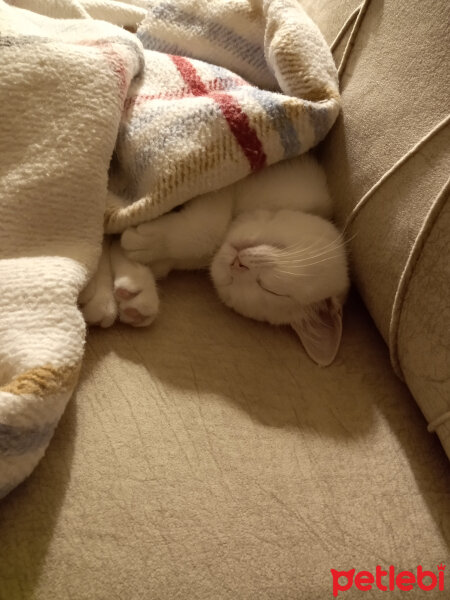 British Shorthair, Kedi  Gülo fotoğrafı