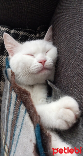 British Shorthair, Kedi  Gülo fotoğrafı