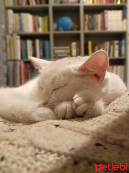 British Shorthair, Kedi  Gülo fotoğrafı