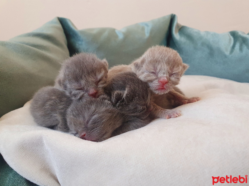 British Shorthair, Kedi  karamel fotoğrafı