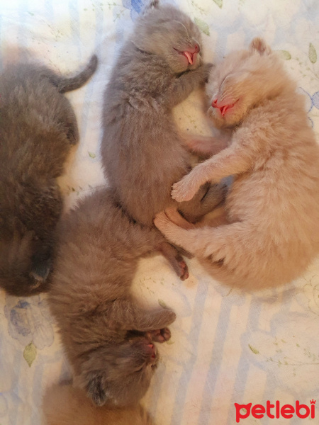 British Shorthair, Kedi  karamel fotoğrafı