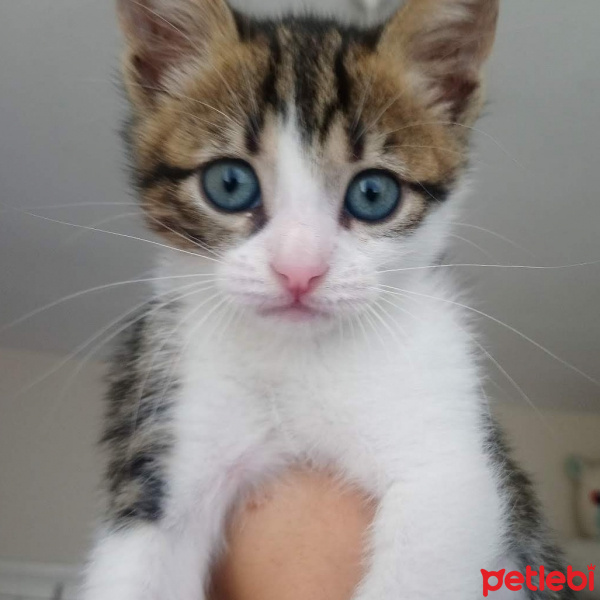 Tekir Kedi, Kedi  Leo fotoğrafı