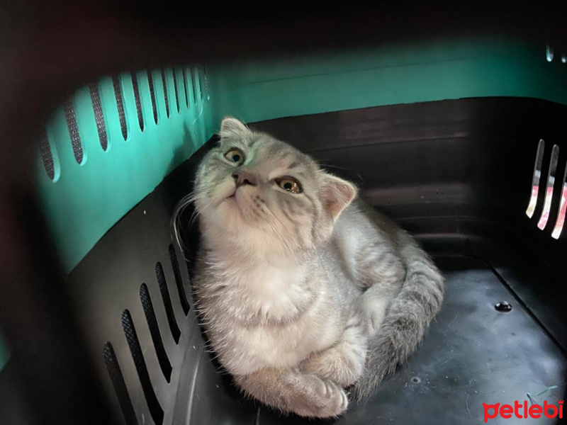 Scottish Fold, Kedi  BOZO fotoğrafı