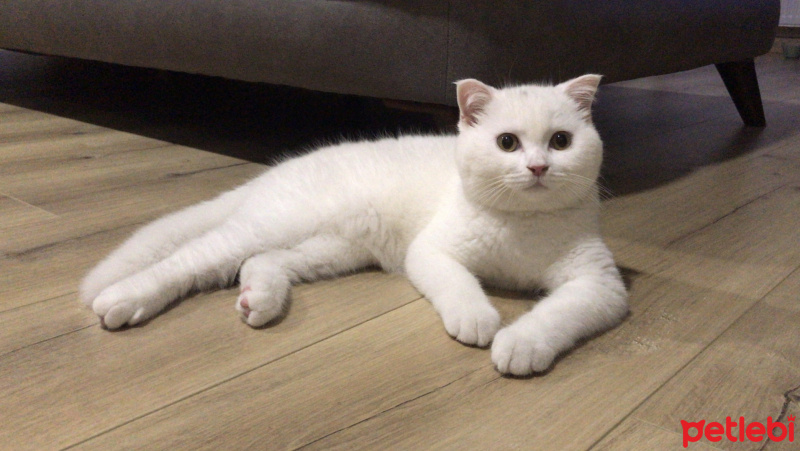 Scottish Fold, Kedi  Bihter fotoğrafı