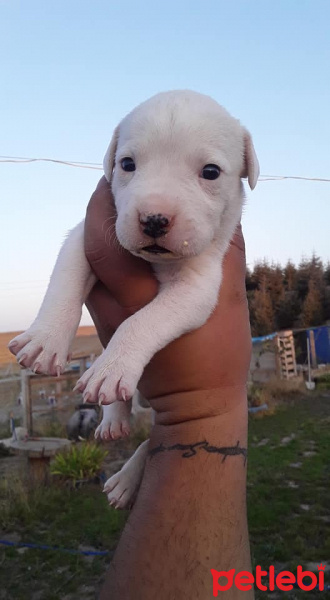 Dogo Arjantin, Köpek  maya fotoğrafı
