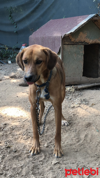 Sokö (Sokak Köpeği), Köpek  Bobi fotoğrafı
