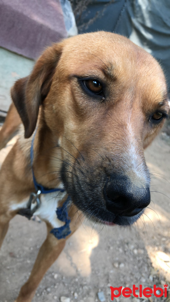 Sokö (Sokak Köpeği), Köpek  Bobi fotoğrafı